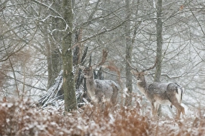 Fallow Deer (Dama dama) two mature bucks, standing in snow covered woodland during snowfall, Kent, England, January