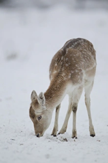 Deers Prints: Fallow Deer (Dama dama) mature doe