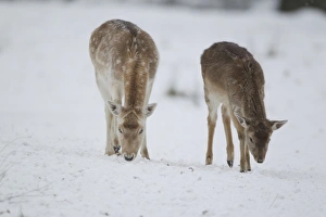 Deers Prints: Fallow Deer (Dama dama) mature doe and fawn