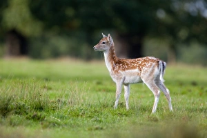 Fawns Prints: Fallow Deer (Dama dama) four month old fawn, standing, Suffolk, England, october