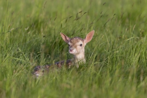 Newborns Prints: Fallow Deer (Dama dama) newborn fawn, resting in grass field, Suffolk, England, June