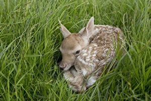 Fallow Deer (Dama dama) newborn fawn, resting in grass field, Suffolk, England, June