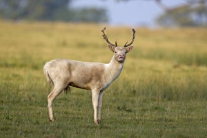 Pale Prints: Fallow Deer (Dama dama) pale form