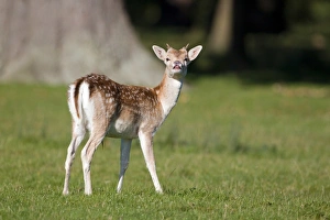 Yearling Prints: Fallow Deer (Dama dama) yearling buck