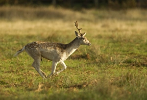 Running Prints: Fallow Deer (Dama dama) young buck, running, Leicestershire, England, november