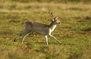 Fallow Deer (Dama dama) young buck, running, Leicestershire, England, november