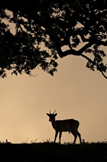 Buck Prints: Fallow Deer (Dama dama) young buck, silhouetted at sunrise, Kent, England, october
