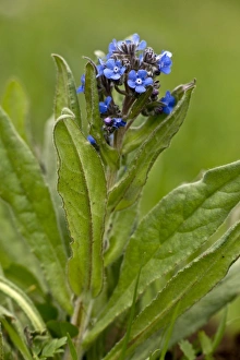 Apennines Prints: False Alkanet (Anchusa barrelieri) flowering, Abruzzo N. P. Apennines, Italy, May