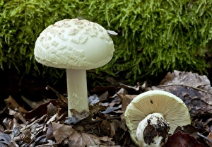 Hampshire Prints: False Death-cap (Amanita citrina) fruiting bodies