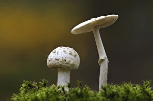 False Death-cap (Amanita citrina) two fruiting bodies, growing amongst moss, Clumber Park, Nottinghamshire, England