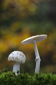 False Death-cap (Amanita citrina) two fruiting bodies, growing amongst moss, Clumber Park, Nottinghamshire, England