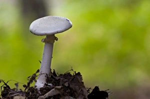 Amanitaceae Prints: False Death-cap (Amanita citrina) fruiting body