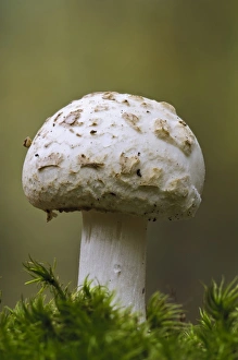 False Death-cap (Amanita citrina) fruiting body, growing amongst moss, Clumber Park, Nottinghamshire, England, October