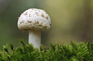 False Death-cap (Amanita citrina) fruiting body, growing amongst moss, Clumber Park, Nottinghamshire, England, October