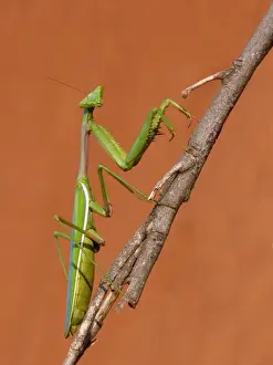 Mantodea Prints: False Garden Mantis (Pseudomantis albofimbriata) adult female