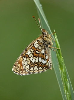 Fritillaries Prints: False Heath Fritillary (Melitaea diamina) adult