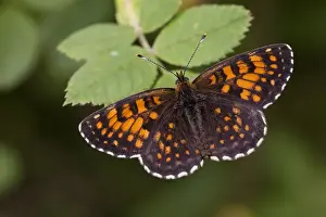 Pyrenean Prints: False Heath Fritillary (Melitaea diamina) adult male