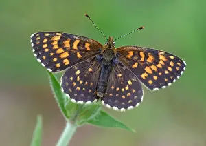 False Heath Fritillary (Melitaea diamina) adult male, basking on Red Campion (Silene diodica) stem, Italian Alps