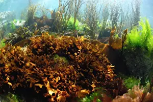 False Irish Moss (Mastocarpus stellatus) in underwater habitat, Pondfield Cove, Isle of Purbeck, Dorset, England, July