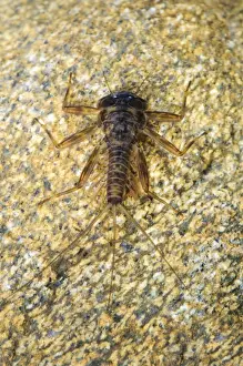 Captive Prints: False March Brown Mayfly (Ecdyonurus venosus) nymph