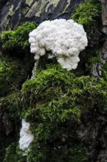 Bank Prints: False Puffball (Enteridium lycoperdon) plasmodial phase