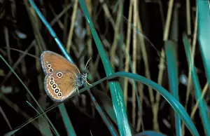 Butter Fly Prints: False Ringlet Butterfly (Coenonympha oedippus) Male / France
