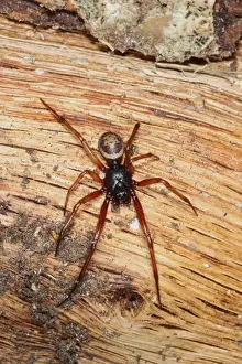 Aliens Prints: False Widow Spider (Steatoda nobilis) introduced species