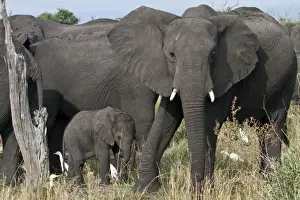 Egrets Prints: Family goup of African Elephants with Cattle Egrets looking for insects to feed