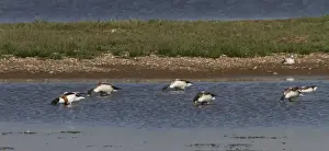 Havergate Prints: Family party of 5 juvenile and one adult Shelducks feeding on Havergate Island, Suffolk