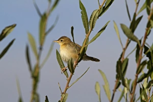 Extramadura Prints: Fan-tailed Warbler (Cisticola juncidis) adult