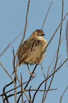 Algarve Prints: Fan-tailed Warbler (Cisticola juncidis cisticola) adult
