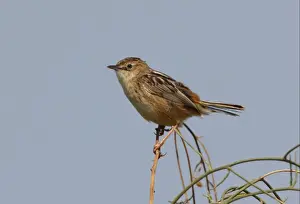 Fan-tailed Warbler (Cisticola juncidis cisticola) adult, perched on twig, Ria Formosa N. P. Algarve, Portugal, april