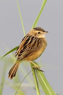 Nam Sang Wai Prints: Fan-tailed Warbler (Cisticola juncidis tinnabulans) adult