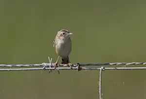 Donana Prints: Fan tailed Warbler or Zitting Cisticola on wire fence - Coto Donana, Spain
