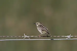 Fan tailed Warbler or Zitting Cisticola on wire fence - Coto Donana, Spain