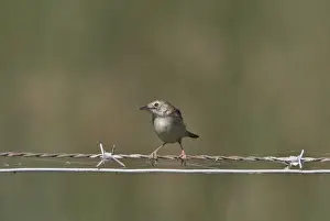 Fan tailed Warbler or Zitting Cisticola on wire fence - Coto Donana, Spain