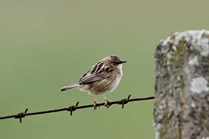 Tailed Prints: Fan tailed or Zitting Cisticola on barbed wire fence - Extremadura, Spain