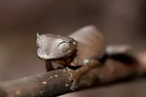 Madagascar Prints: Fantastic Leaf-tailed Gecko (Uroplatus phantasticus) adult female