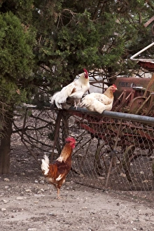 Hens Prints: Farm yard cockerels on old farm machinery