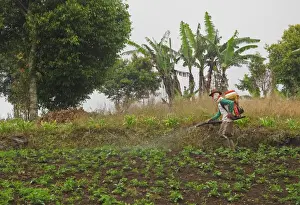 Farmer Prints: Farmer crop spraying in field just outside park entrance, Kerinci Seblat N. P