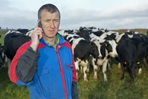 Out Side Prints: Farmer in field on mobile telephone, with herd of cattle in background, England, november