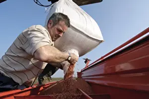 S Eed Prints: Farmer loading Westminster spring barley seeds into seed drill hopper