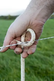 Hand Prints: Farmer moving electric fence in pasture to control cattle grazing, England, november