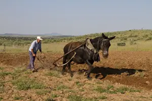 Mule Prints: Farmer with mule pulling plough, ploughing field in steppe, Extremadura, Spain, april