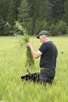 Farmer pulling Wild Oats (Avena sp. ) weeds from unripe Barley (Hordeum vulgare) crop, Sweden