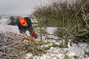 Laying Prints: Farmer repairing old hedge in snow