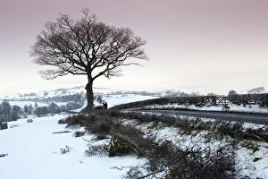 Laying Prints: Farmer repairing old hedge in snow at evening