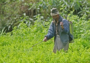 Hand Prints: Farmer spraying crop by hand, Sri Lanka, december