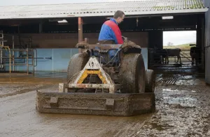 Slurry Prints: Farmer on tractor, cleaning cattle yard with scraper, England, november