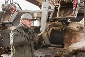 Jobs Prints: Farmer trimming hooves of cattle in hoof trimming crush, England, May